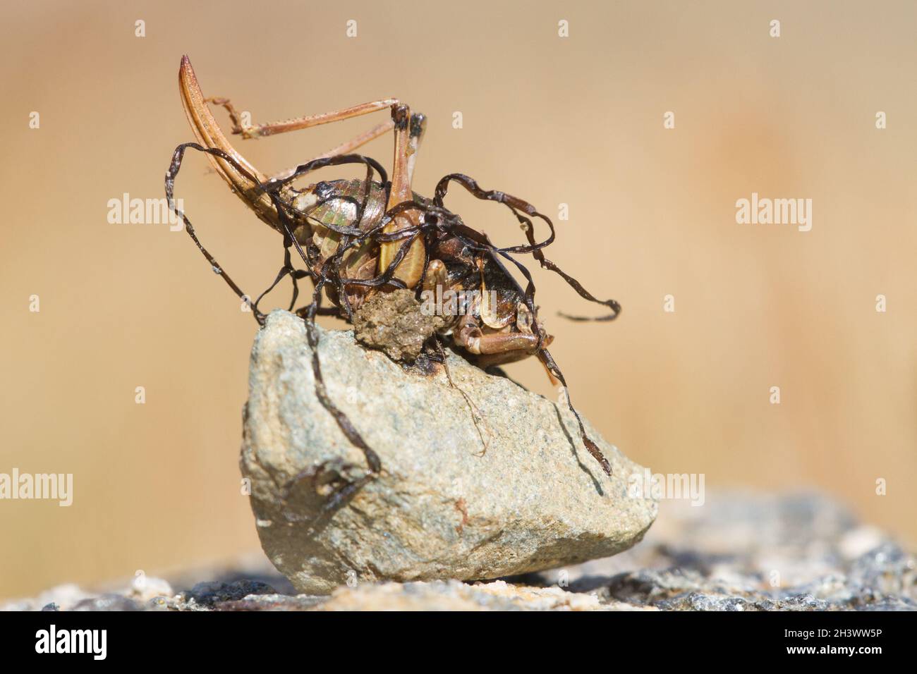 Pygmy alpine bush-cricket (Anonconotus pusillus) parasitized by a  Horsehair worm (Gordius sp., Nematomorpha). Stock Photo