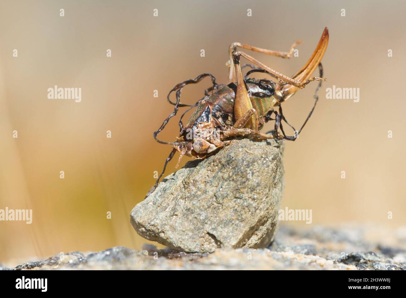 Pygmy alpine bushcricket (Anonconotus pusillus) parasitized by a