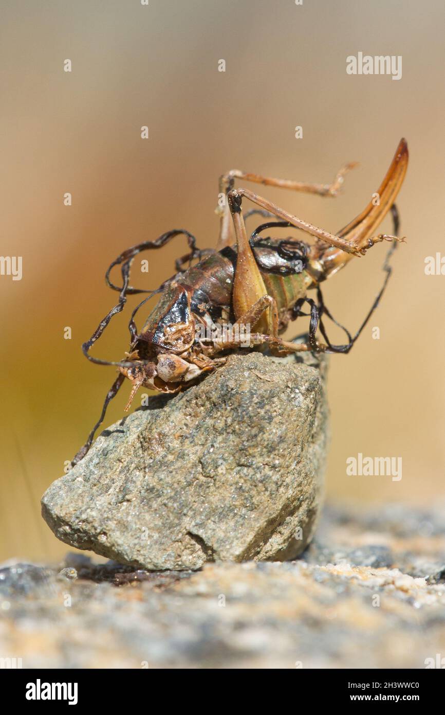 Pygmy alpine bush-cricket (Anonconotus pusillus) parasitized by a  Horsehair worm (Gordius sp., Nematomorpha). Stock Photo