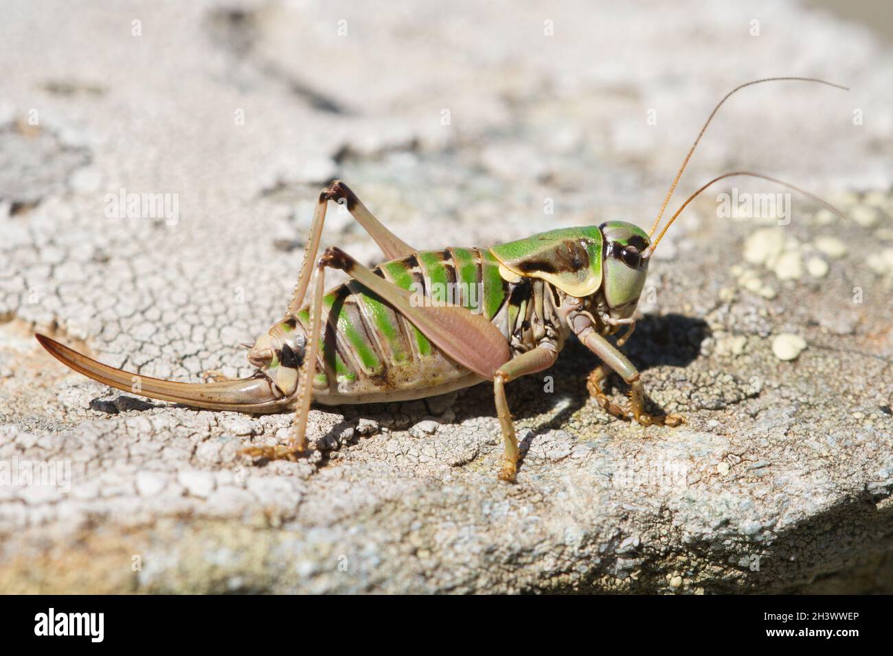 Ghiliani's alpine bush-cricket (Anonconotus ghiliani), in its habitat, a female. An Endemic species of NW-Italian Alps. Mont Avic Natural Park, Aosta. Stock Photo