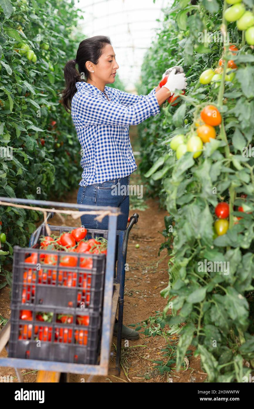 Harvesting tomatoes female farmer picking hi-res stock photography and ...