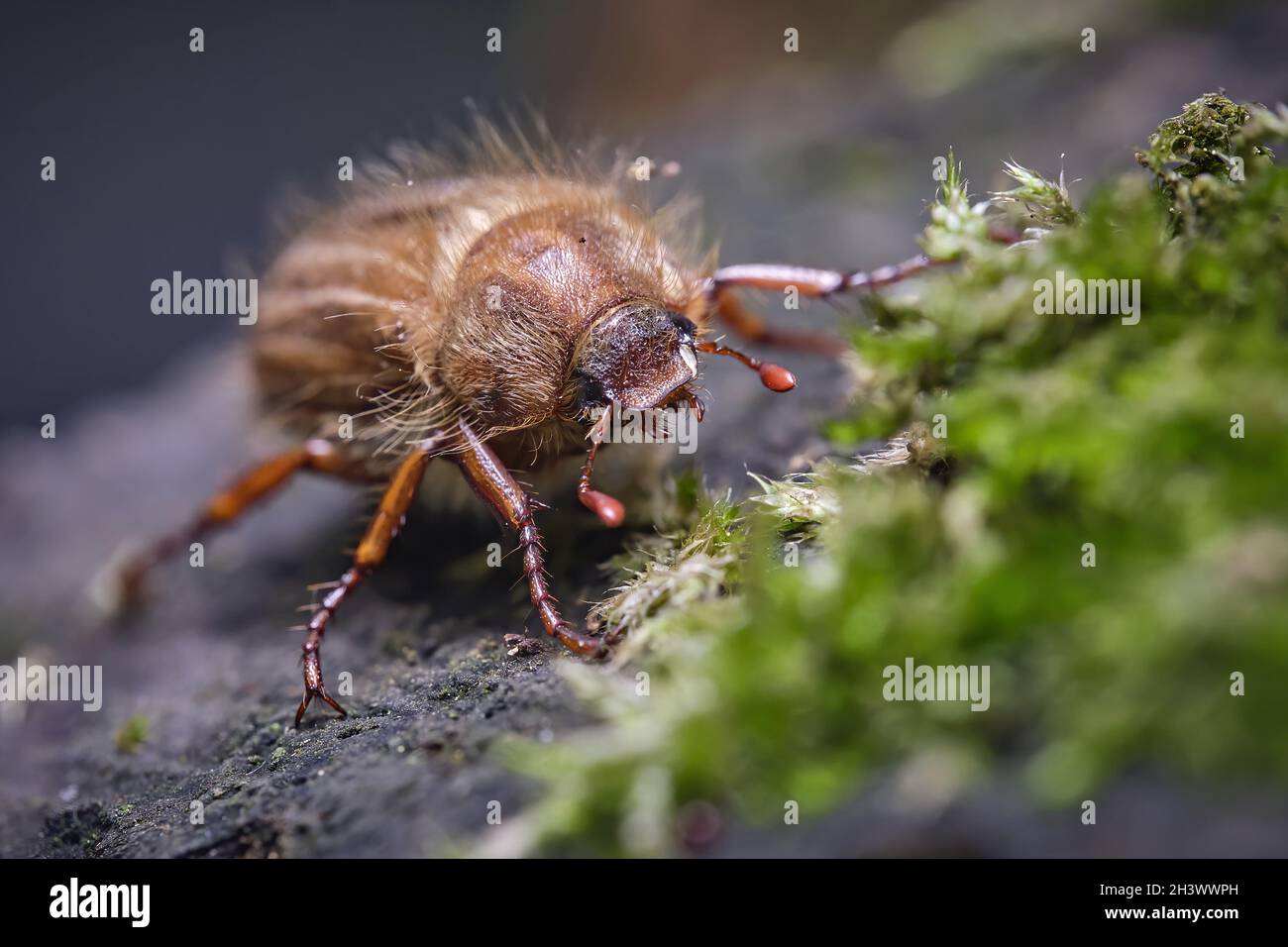 Ribbed curl beetle / June beetle (Amphimallon solstitiale). Stock Photo