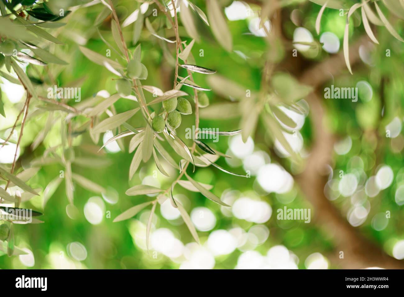 A close-up of green olive fruit on the branches of the tree among the ...