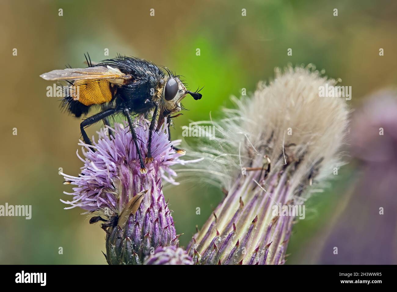 Hedgehog fly (Tachina fera Stock Photo - Alamy
