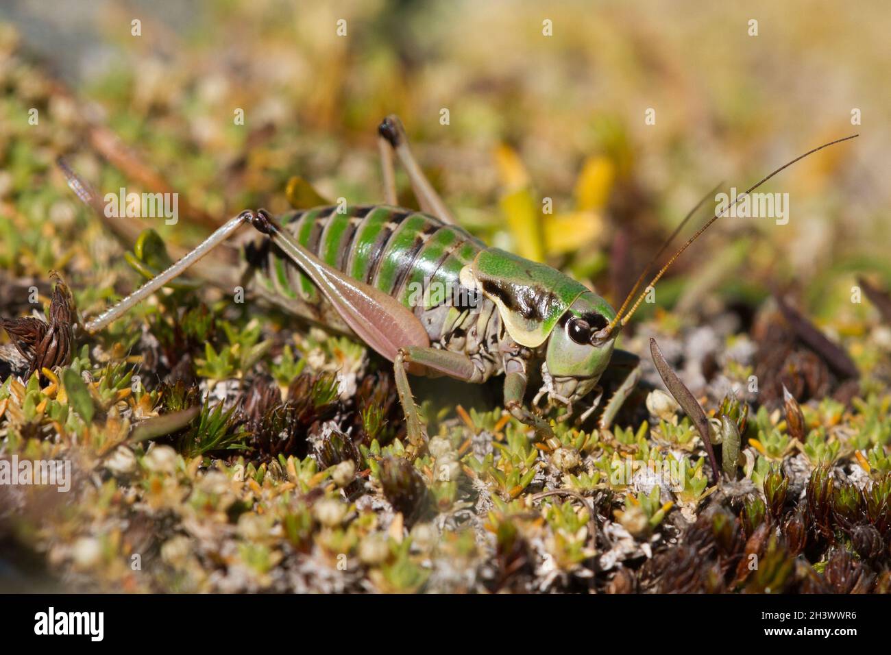 Dried locusts in shell, European locust, Locusta migratoria Stock