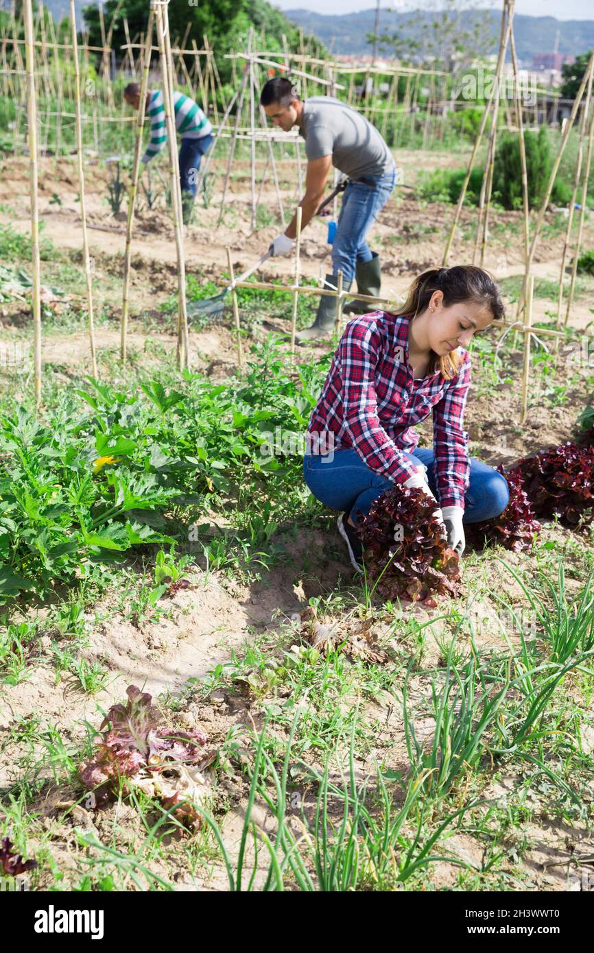 Hispanic woman working in small vegetable garden Stock Photo