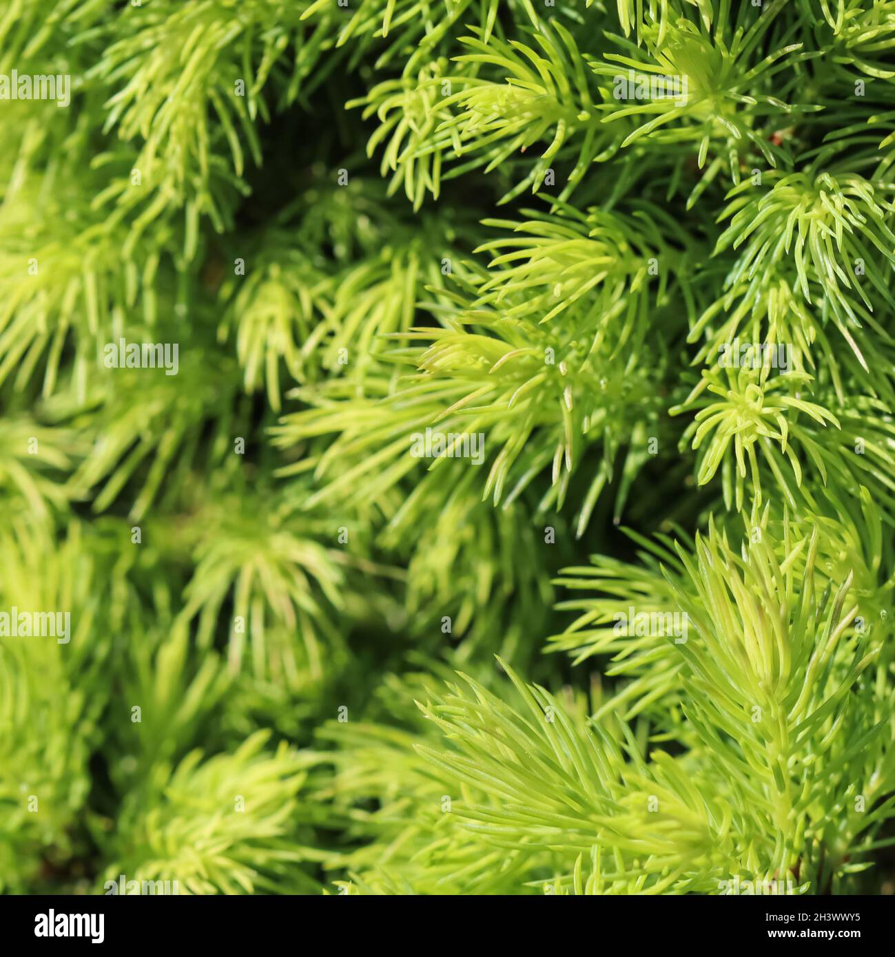 Canadian spruce Picea glauca Conica. White spruce. Decorative coniferous evergreen tree in spring Stock Photo