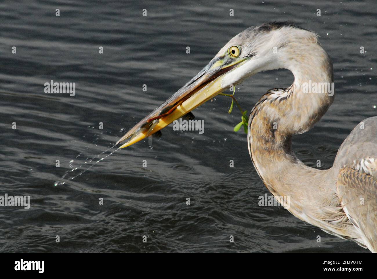 Extreme close up action shot of a wild Great Blue Heron in the middle of a big splash as it retrieves a fish and a plant from a Florida pond. Stock Photo