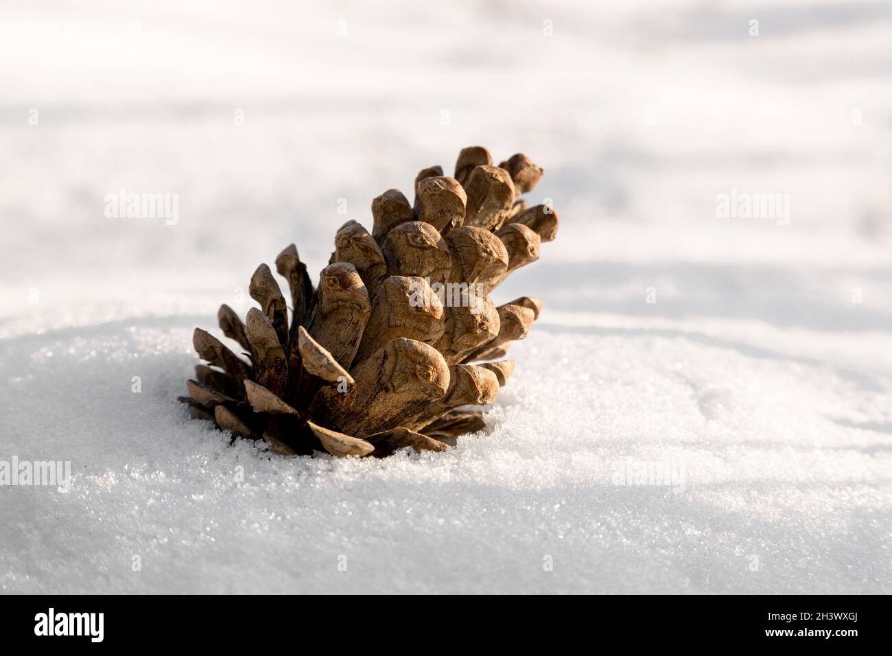Pine cone photography hi-res stock photography and images - Alamy