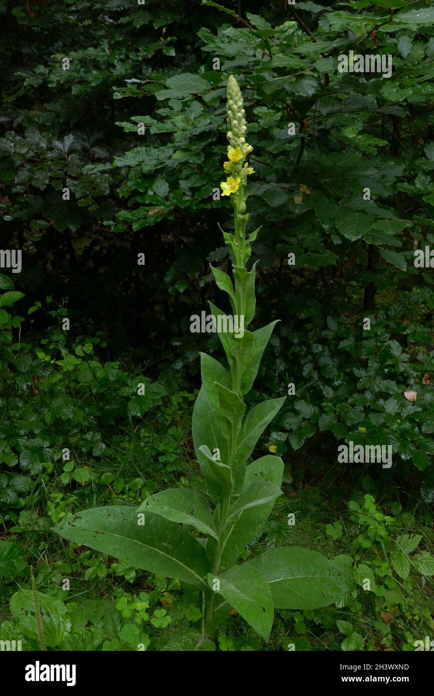Small-flowered Mullein Stock Photo