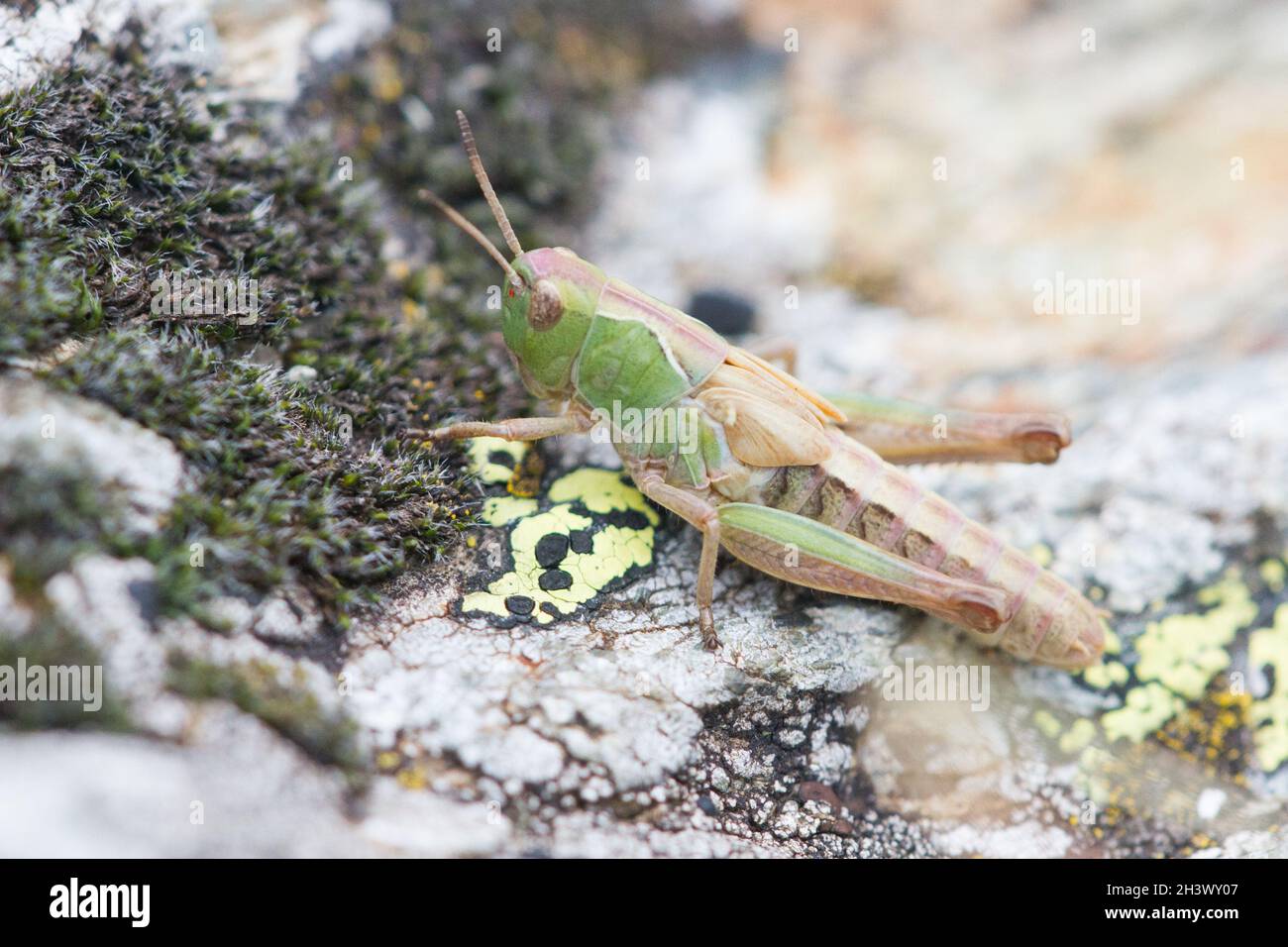 Ursula's Toothed Grasshopper (Stenobothrus ursulae), a female. Endemism of NW-Italian Alps. Mont Avic Natural Park, Aosta, Italy. Stock Photo