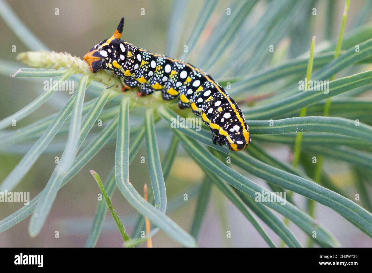 Spurge hawkmoth (Hyles euphorbiae), caterpillar feeding on a plant of Euphorbia sp., Aosta valley, Italian Alps. Stock Photo