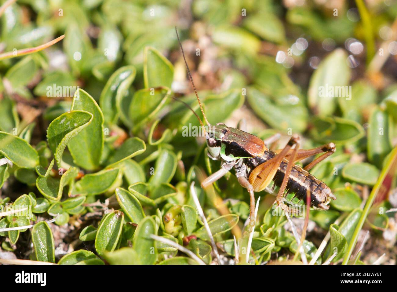Pygmy alpine bush-cricket (Anonconotus pusillus), a male. Endemic species of NW-Alps of Italy. Mont Avic Natural Park, Aosta. Stock Photo