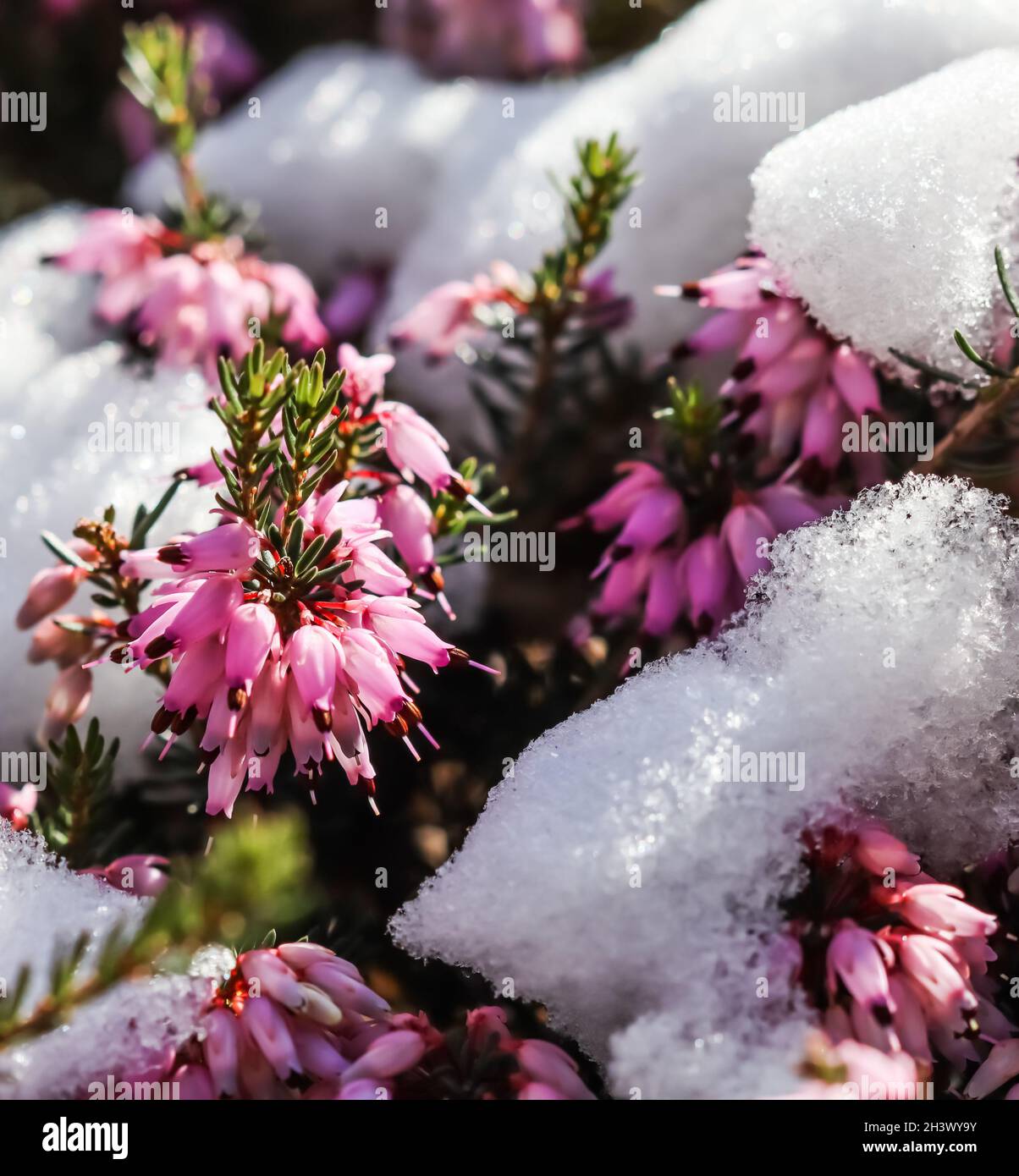 Blooming pink Erica carnea flowers (Winter Heath) and snow in the garden in early spring. Floral background Stock Photo