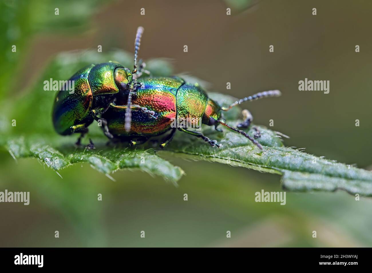Magnificent leaf beetle (Chrysolina fastuosa). Stock Photo