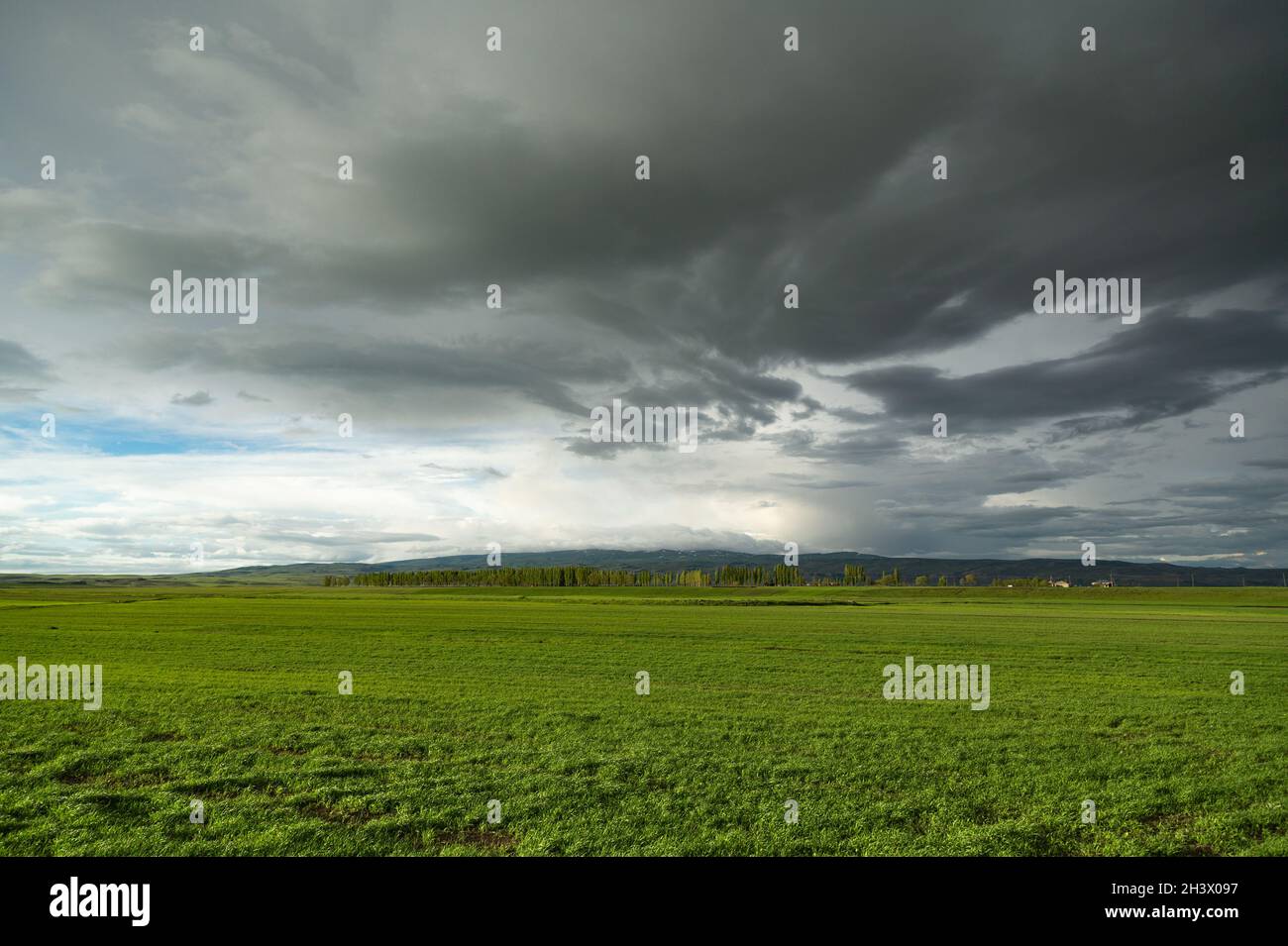 Landscape of wheat field and rain clouds greening with the arrival of ...