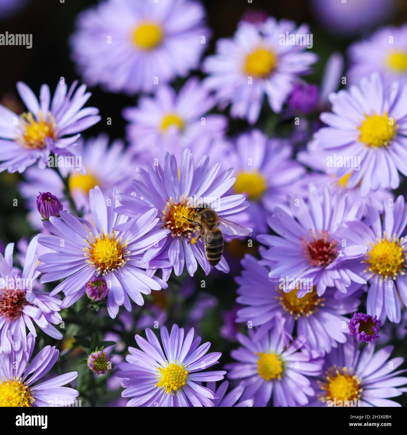 Beautiful blue flowers Sapphire Mist.Aster with a bee in autumn garden Stock Photo