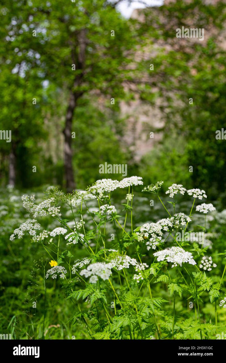 Selective focus background photo of white wild flowers. Lush forest bokehs behind limited clear depth of field, sitting view. Stock Photo