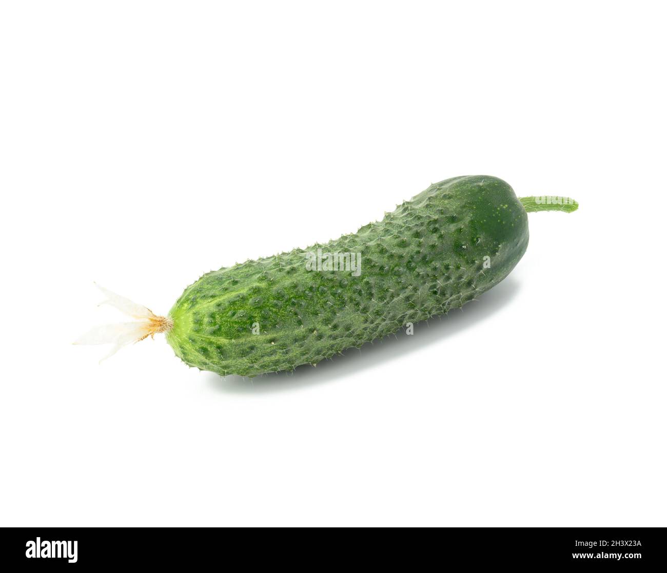 Green oblong cucumber isolated on white background Stock Photo