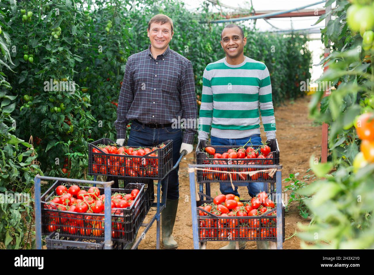 Two successful farmers with boxes of tomatoes in greenhouse Stock Photo ...