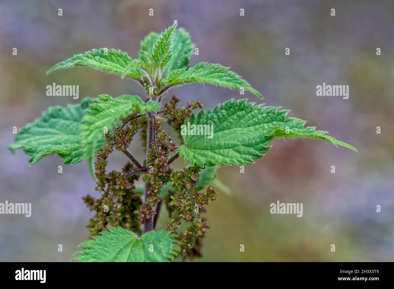 Detail of the seeds of a common nettle in the garden Stock Photo