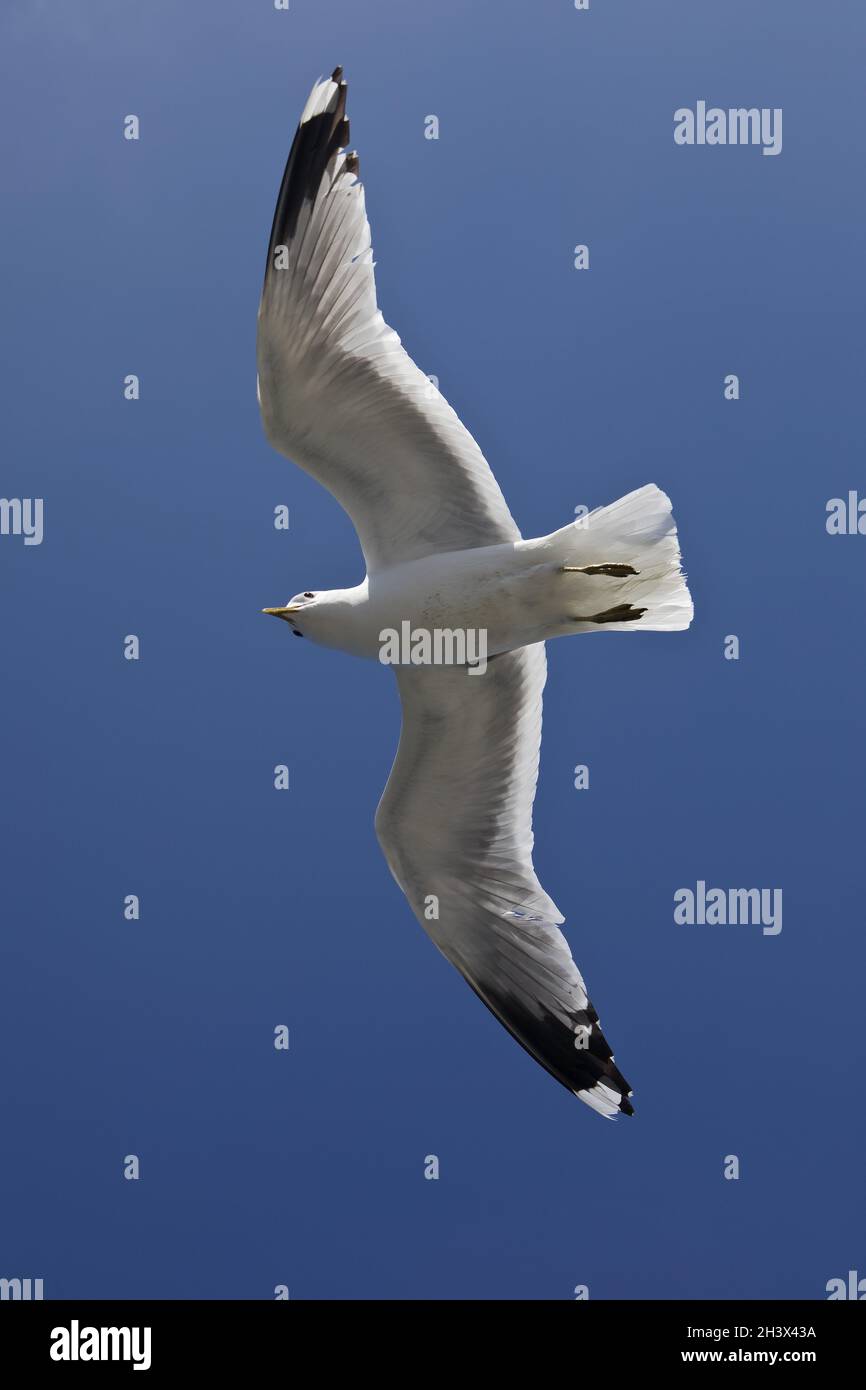 Flying Sea Gulls (Larus canus) with recognizable hand wing pattern, North Frisia, Germany, Europe Stock Photo