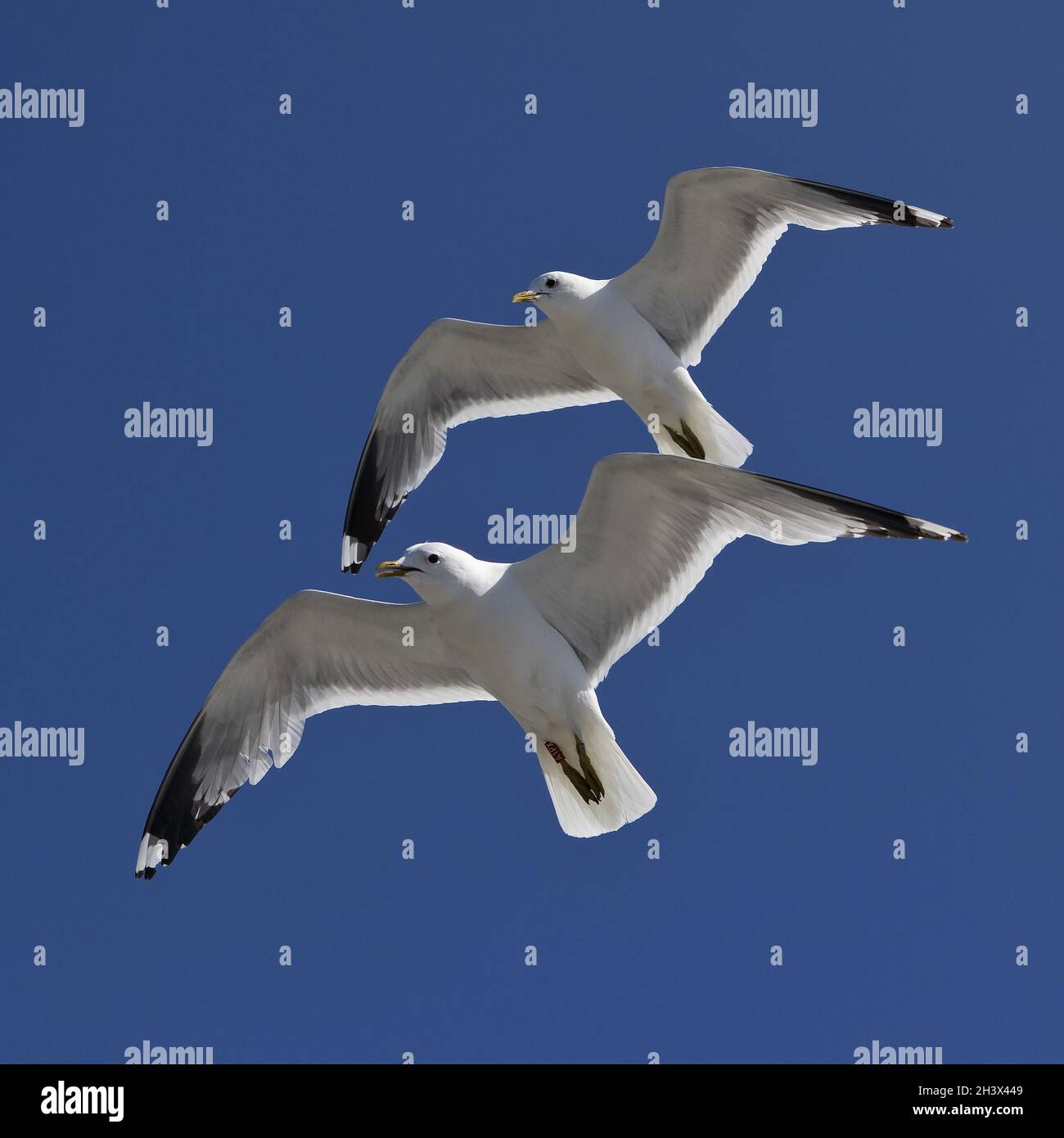 Two synchronous flying gulls (Larus canus) with recognizable hand wing pattern, Germany, Europe Stock Photo