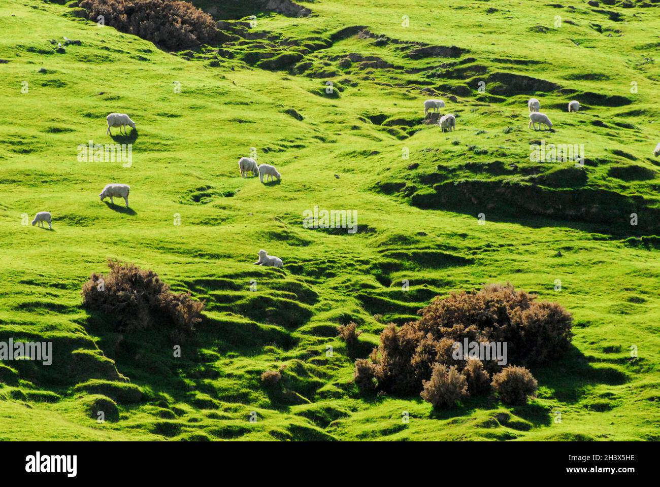 An iconic New Zealand view of sheep grazing on a beautiful green hillside in the wonderful afternoon light. Stock Photo