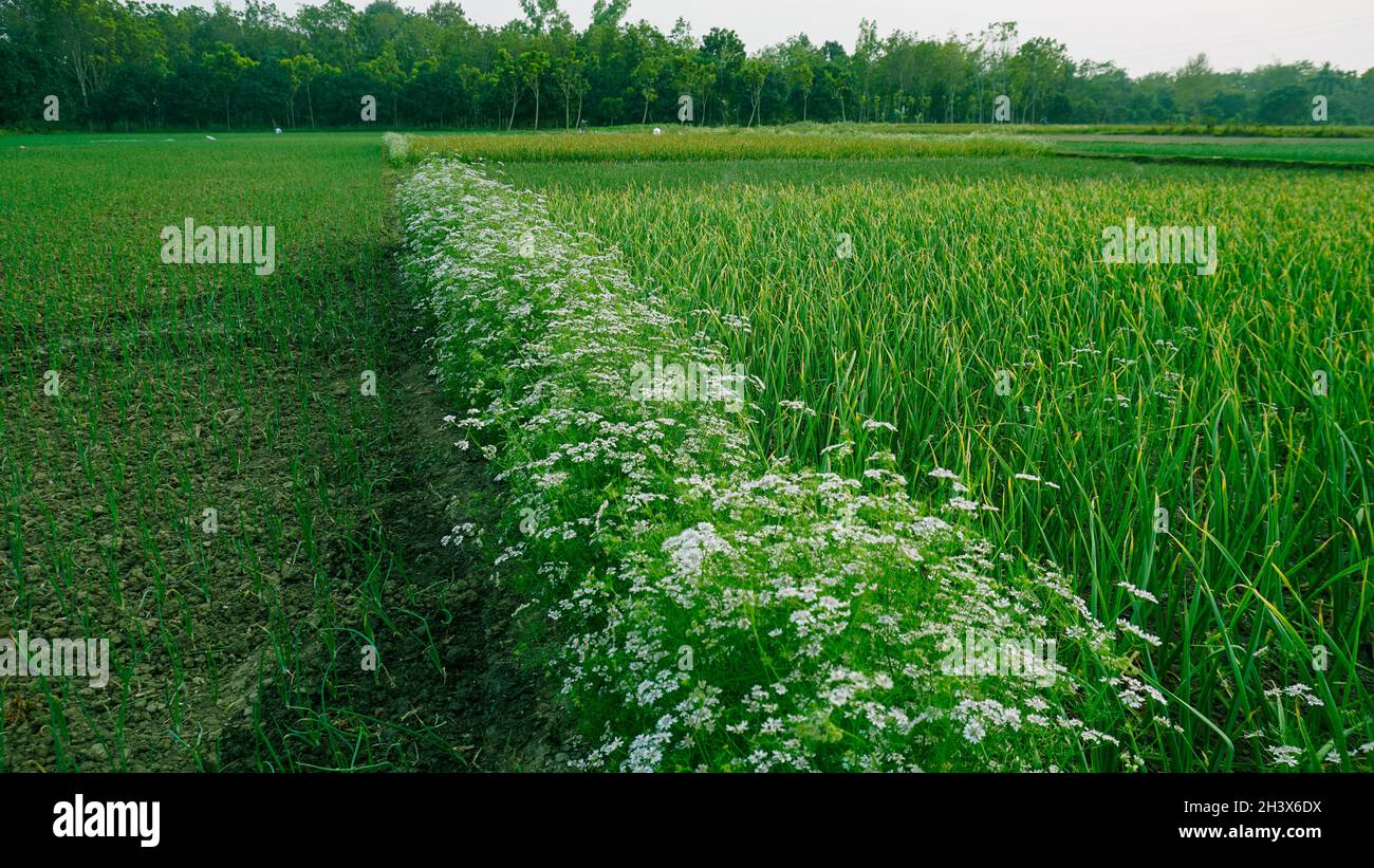 Coriander is an herb that's commonly used to flavor international dishes. It comes from the