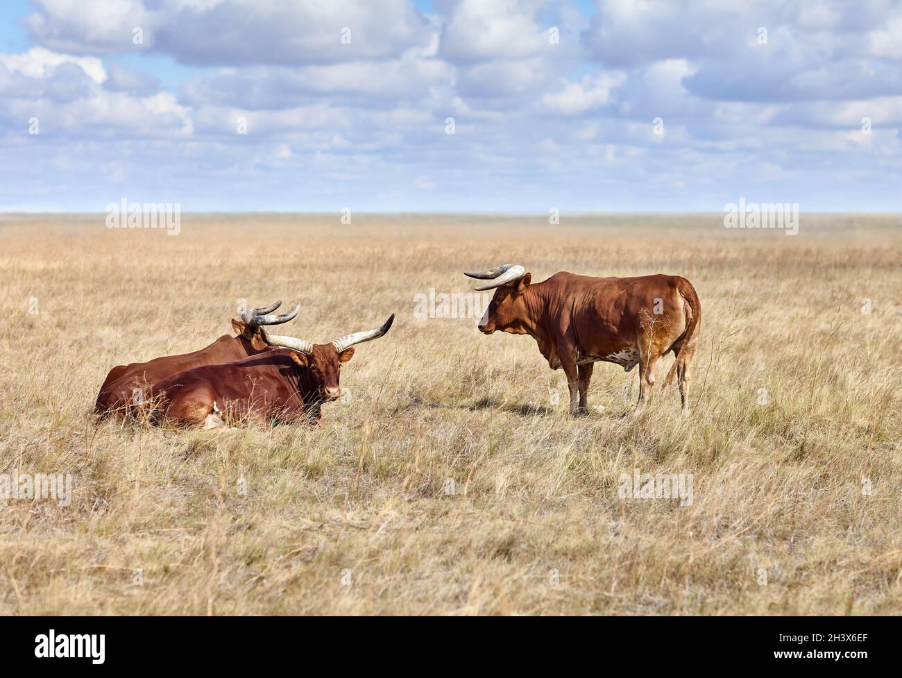 Ankole Watusi, modern American breed of domestic cattle, in grasslands of virgin steppes Stock Photo