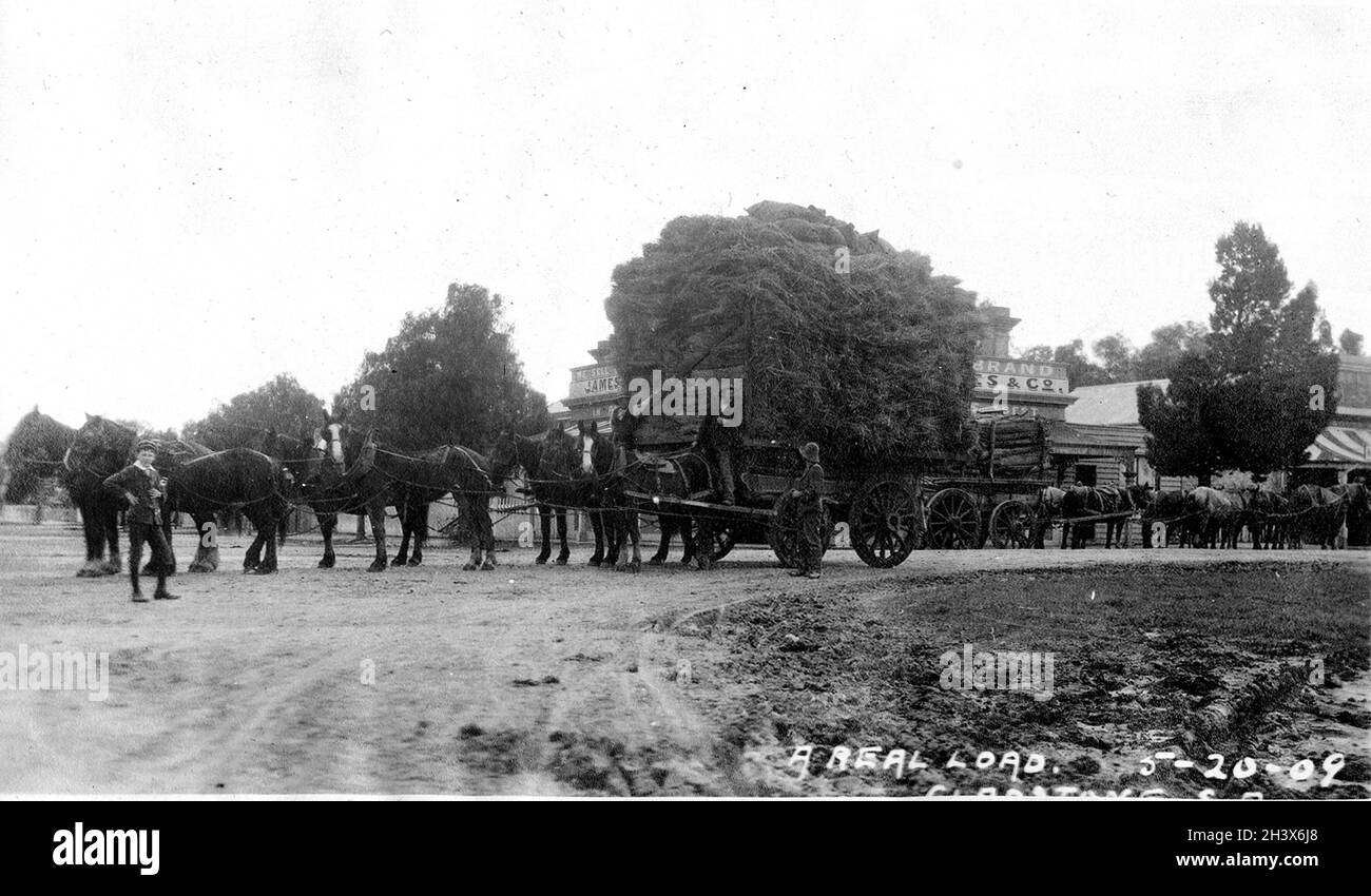 Two eight horse teams standing in opposite directions, one pulling a tall load of hay. Both loads are on carts standing outside a store in Gladstone, South Australia. May,, 1909. The sign above the store on two sides of the building may say 'James & Co.' & 'We sell...brand' Stock Photo