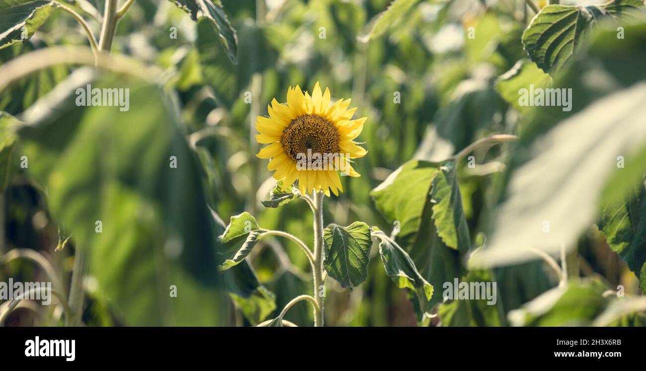 Field with blooming sunflowers on a summer day Stock Photo - Alamy