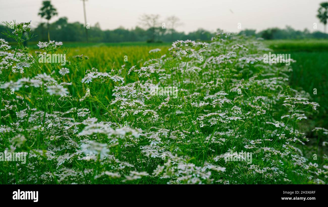 Coriander is an herb that is commonly used to flavor international food