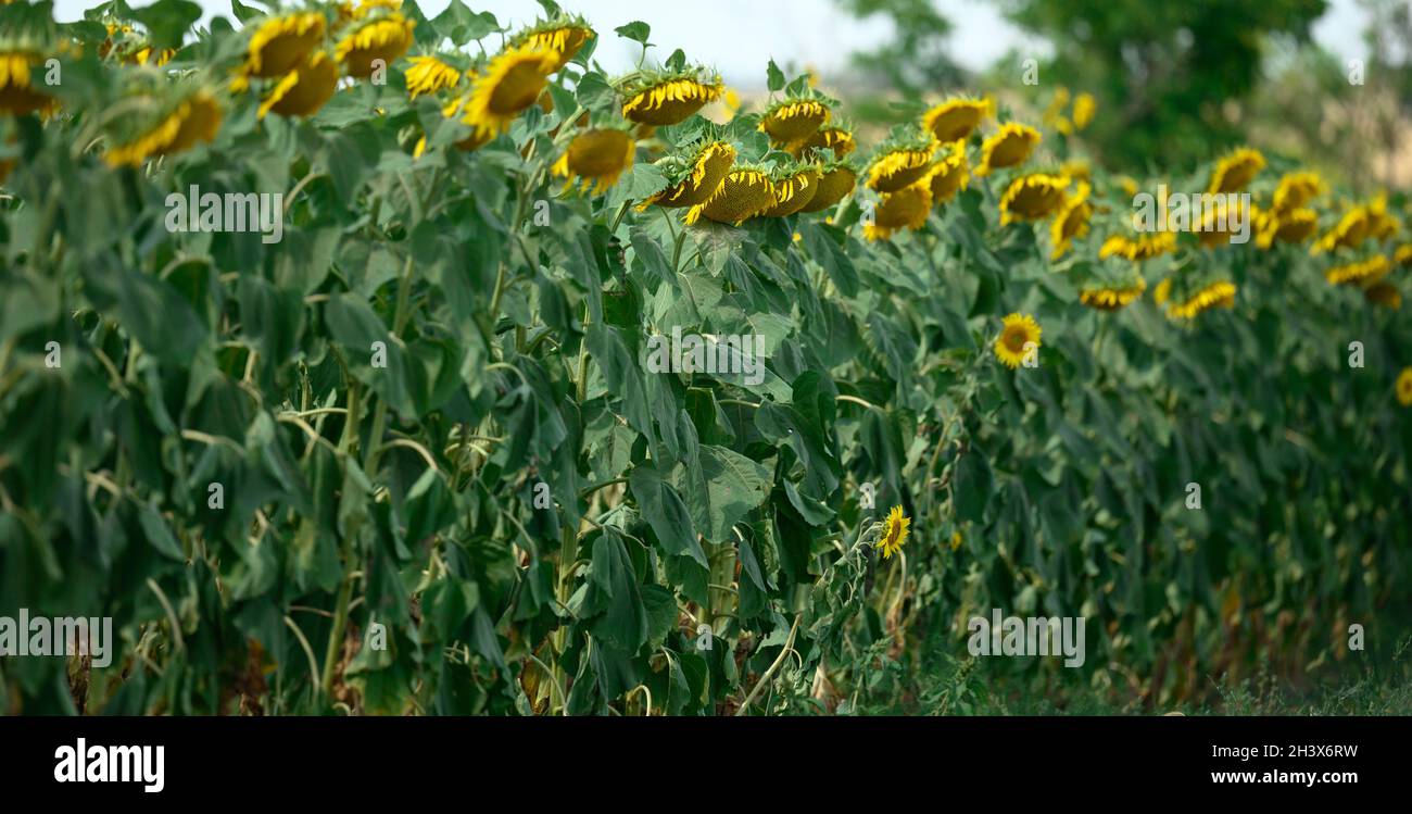 Field with blooming sunflowers on a summer day Stock Photo - Alamy
