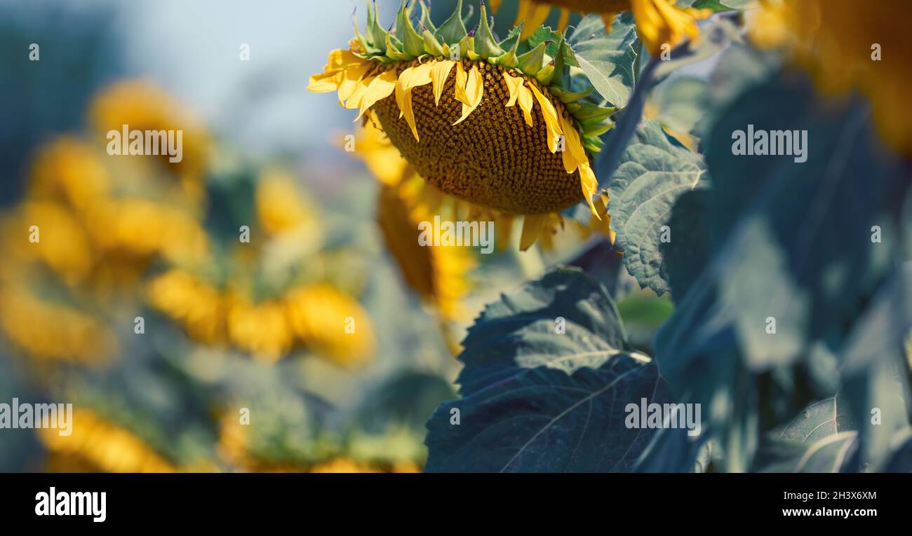 Field of blossoming sunflowers on a summer day against the blue sky ...