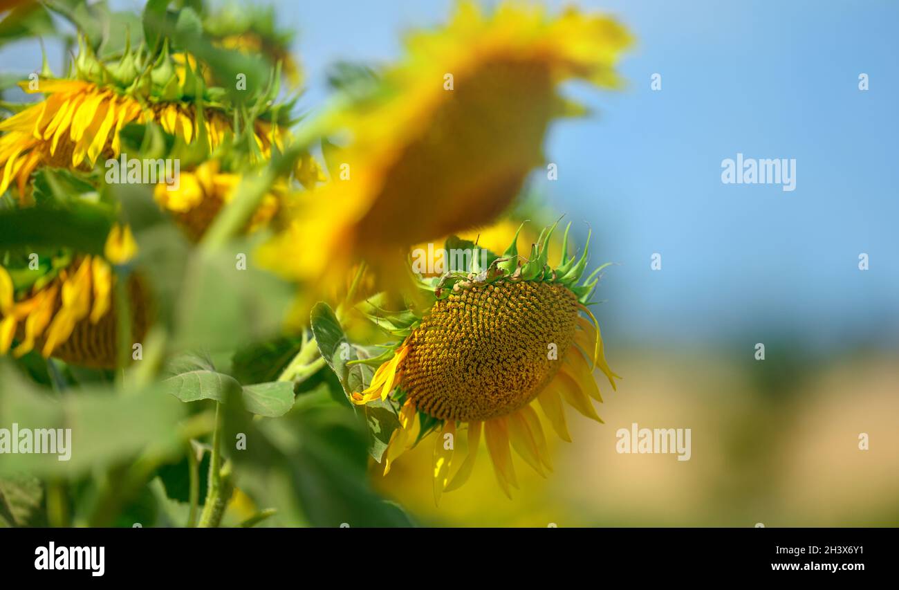 Field of blossoming sunflowers on a summer day against the blue sky ...