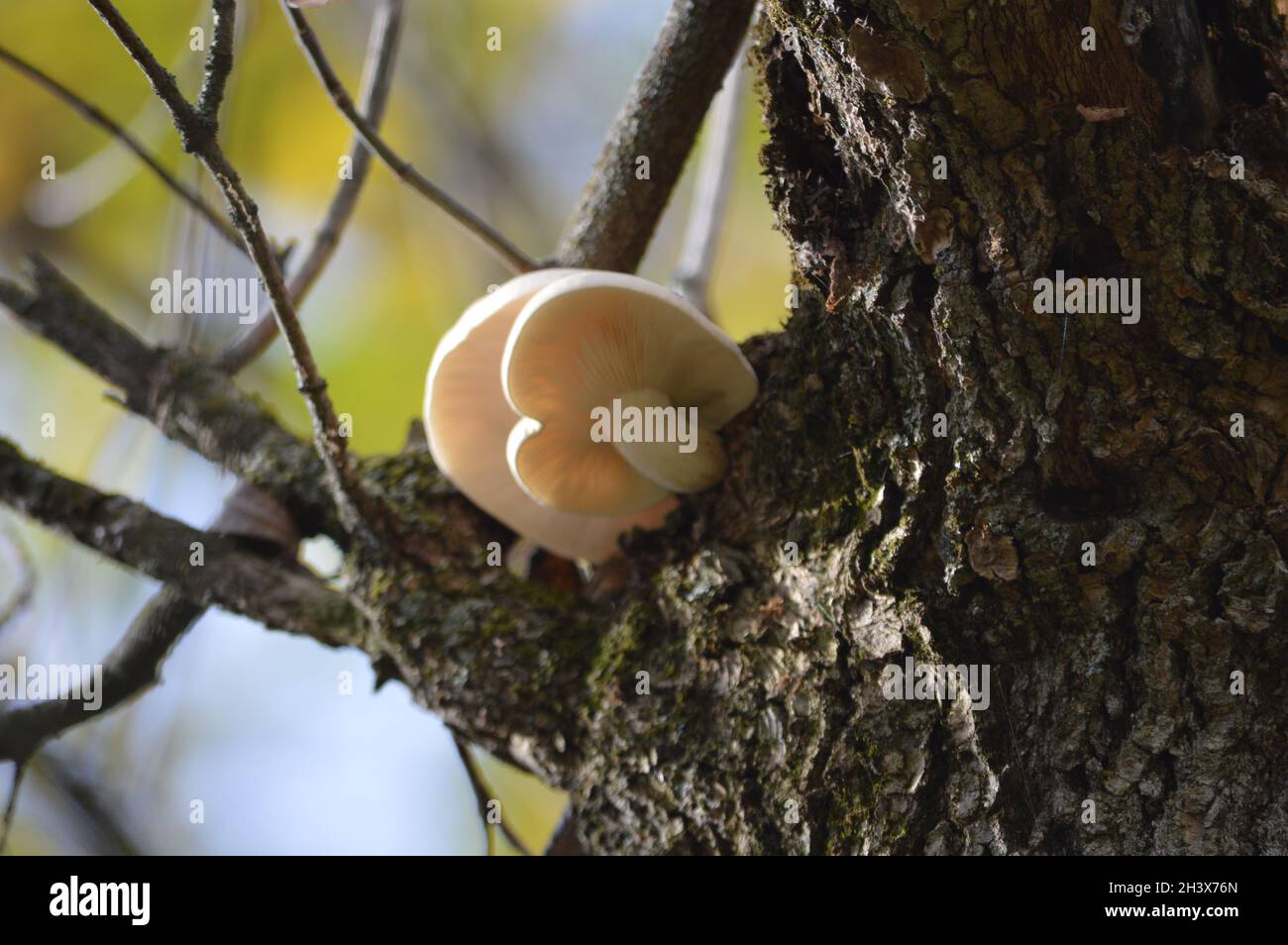 Mushroom on tree, fall season Stock Photo