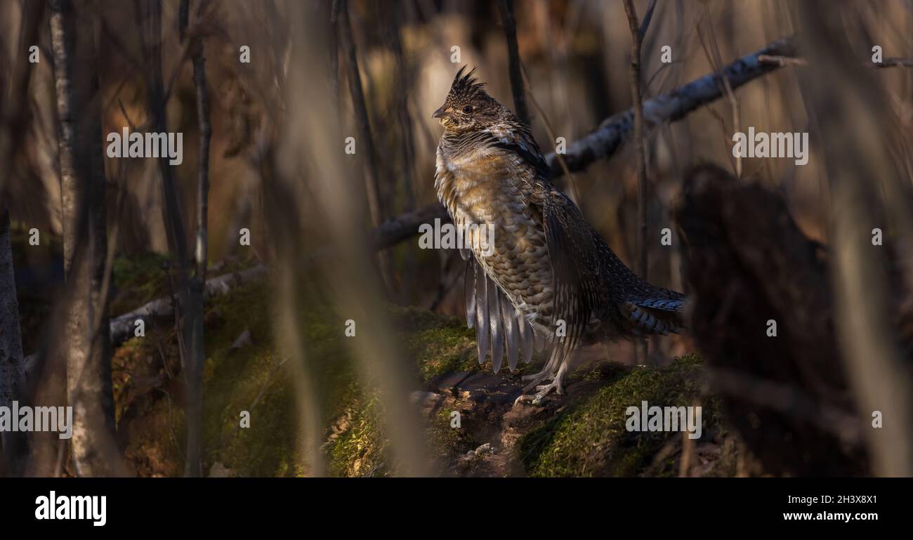 Ruffed grouse drumming in the fall in northern Wisconsin Stock Photo
