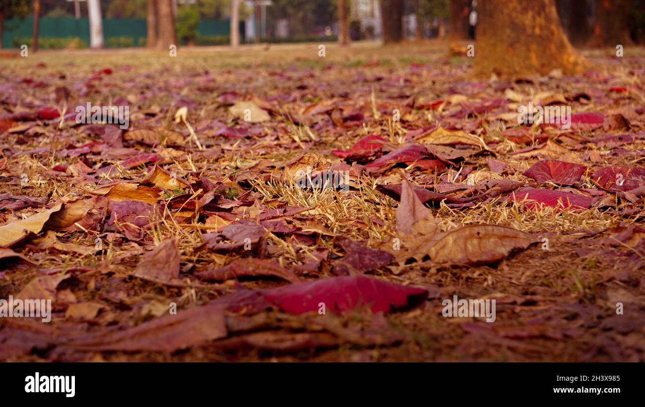 The path is full of fallen leaves. The colored leaves are scattered. Stock Photo