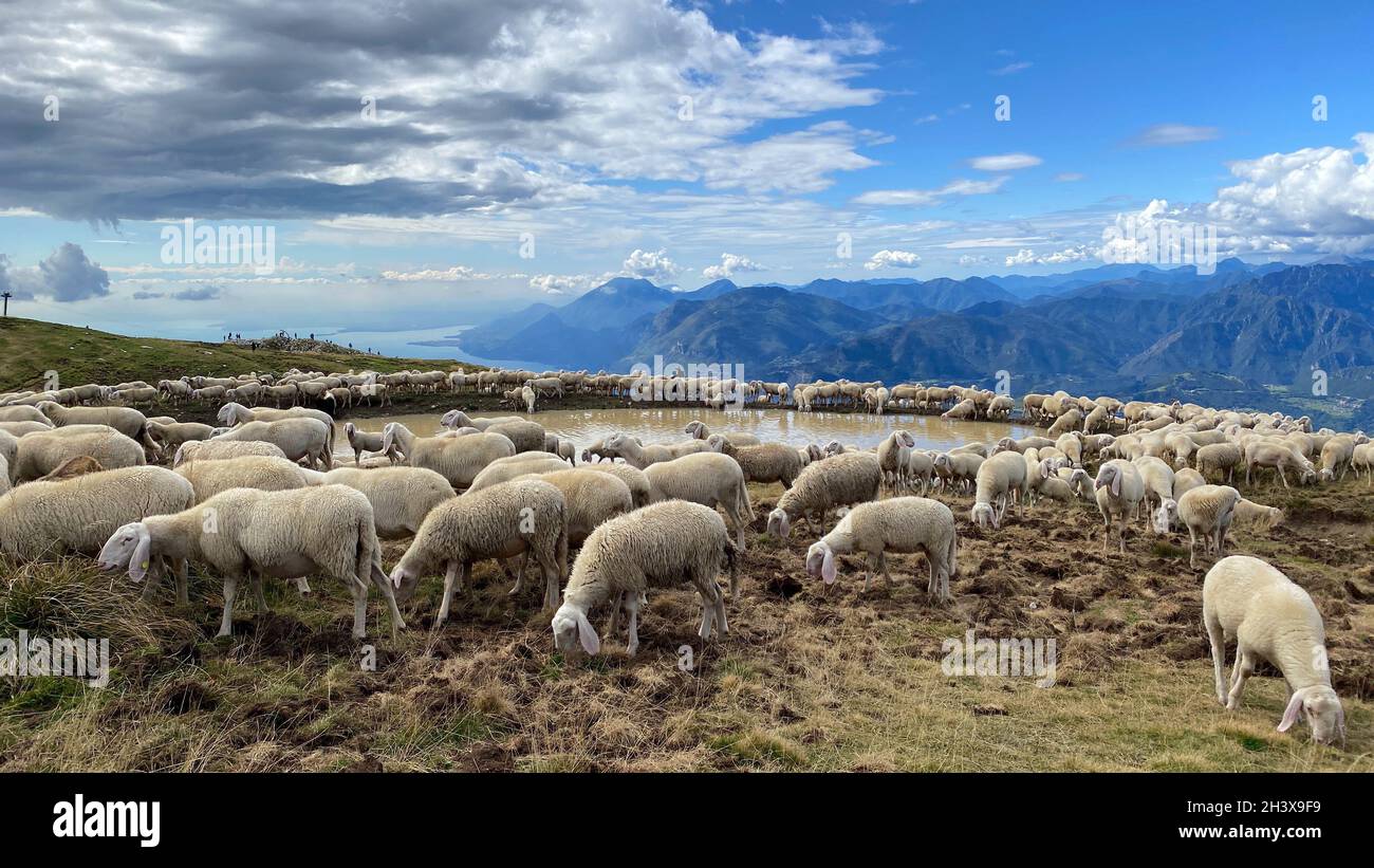 Sheep drink in the pasture of Mount Baldo. Italian Alps. Europe. Stock Photo