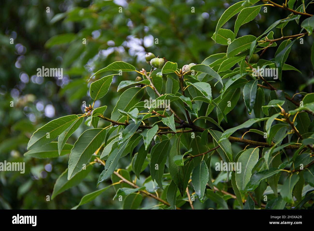 Close-up of green leaves and acorns of Quercus myrsinifolia, commonly called Chinese ring-cupped oak or Japanese white Oak in Sochi arboretum Stock Photo