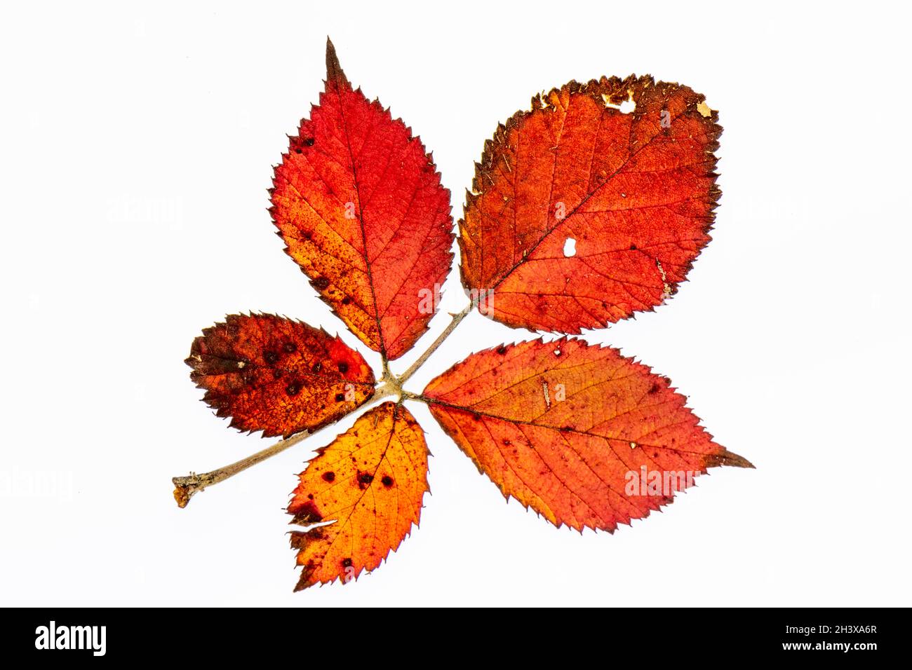 autumn leaves against a plain white background, backdrop, autumnal, leaves, autumn colours, delicate, colourful leaves, autumnal colours, natural hues Stock Photo