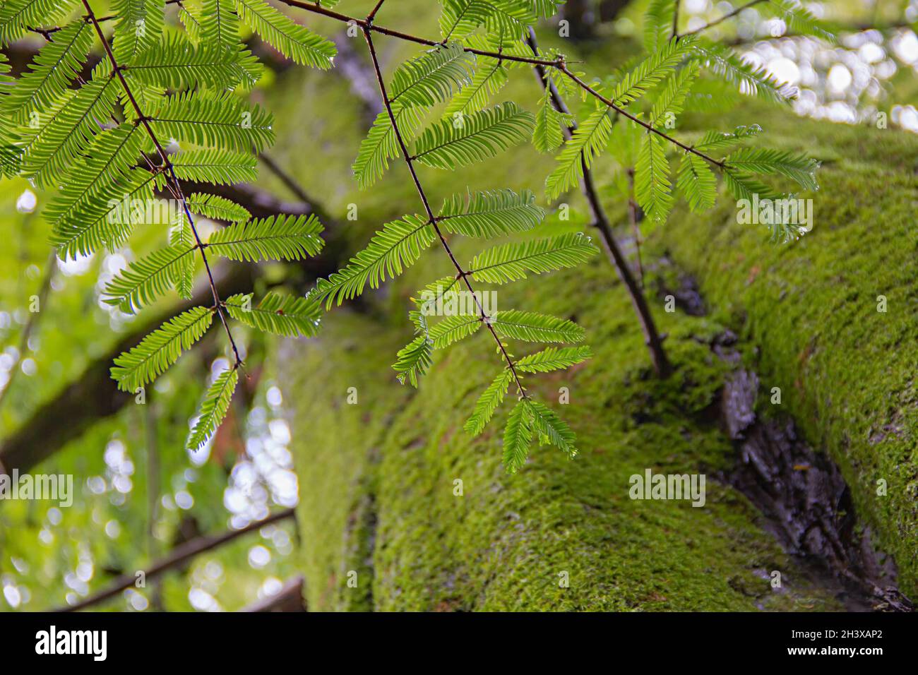 Sequoia sempervirens leaves and bark covered with moss, close up, view from below Stock Photo
