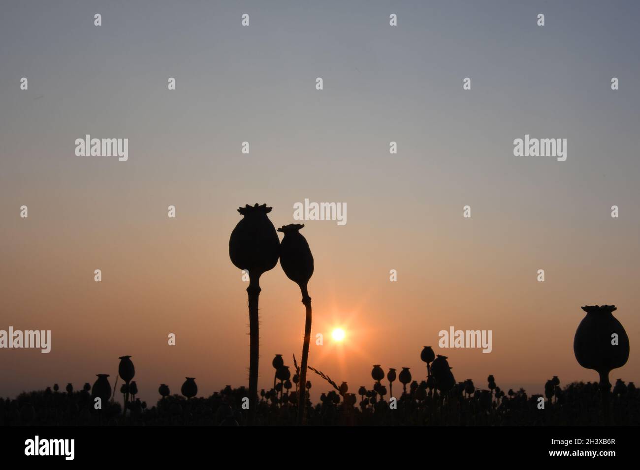 Poppy Stock Photo