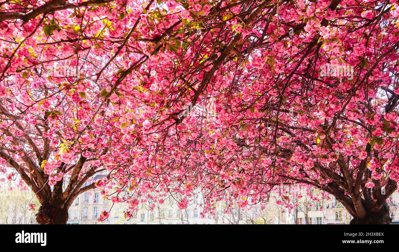 Beautiful sakura or cherry trees with pink flowers in spring Stock ...