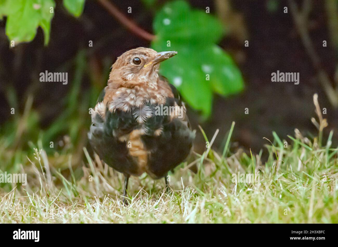 Young bird Blackbird Stock Photo