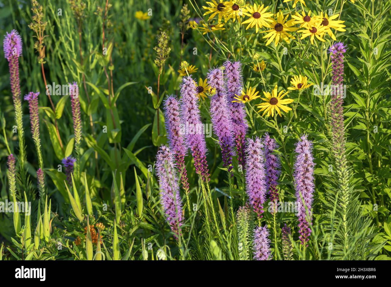 Three English names flowers - Dotted gayfeather Stock Photo
