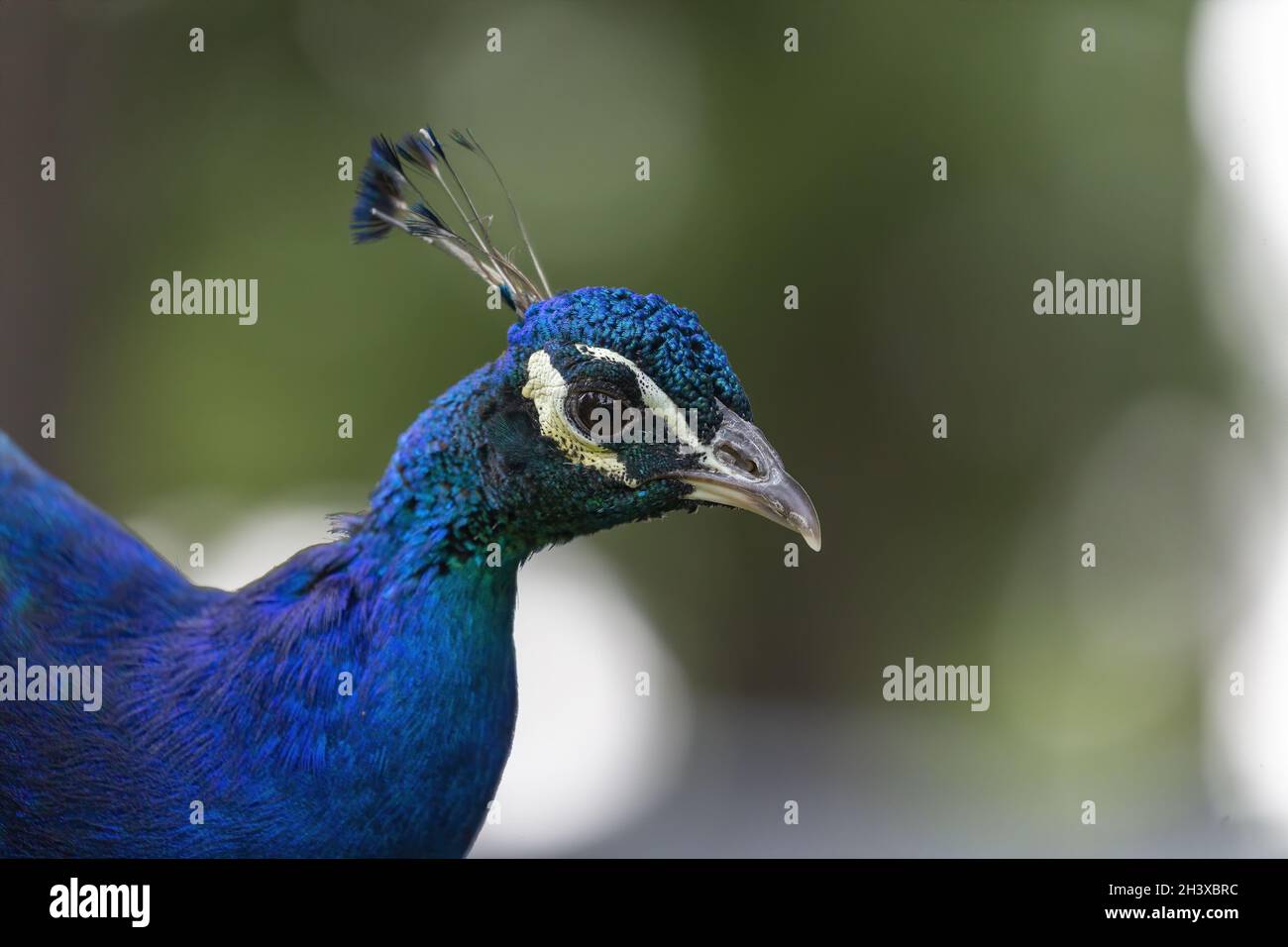 Male of Indian peacock (Pavo cristatus) on the park Stock Photo