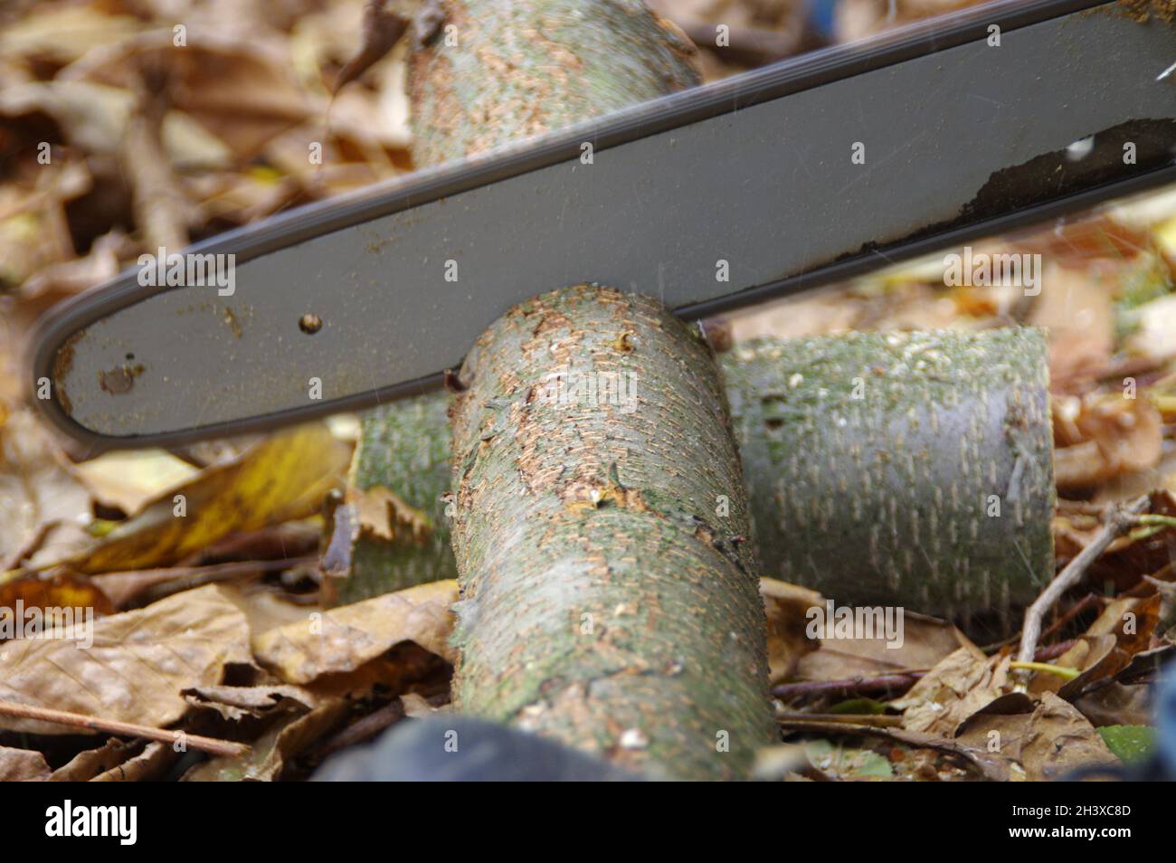 Cutting wood with a chainsaw. Preparation of firewood. Worker with a