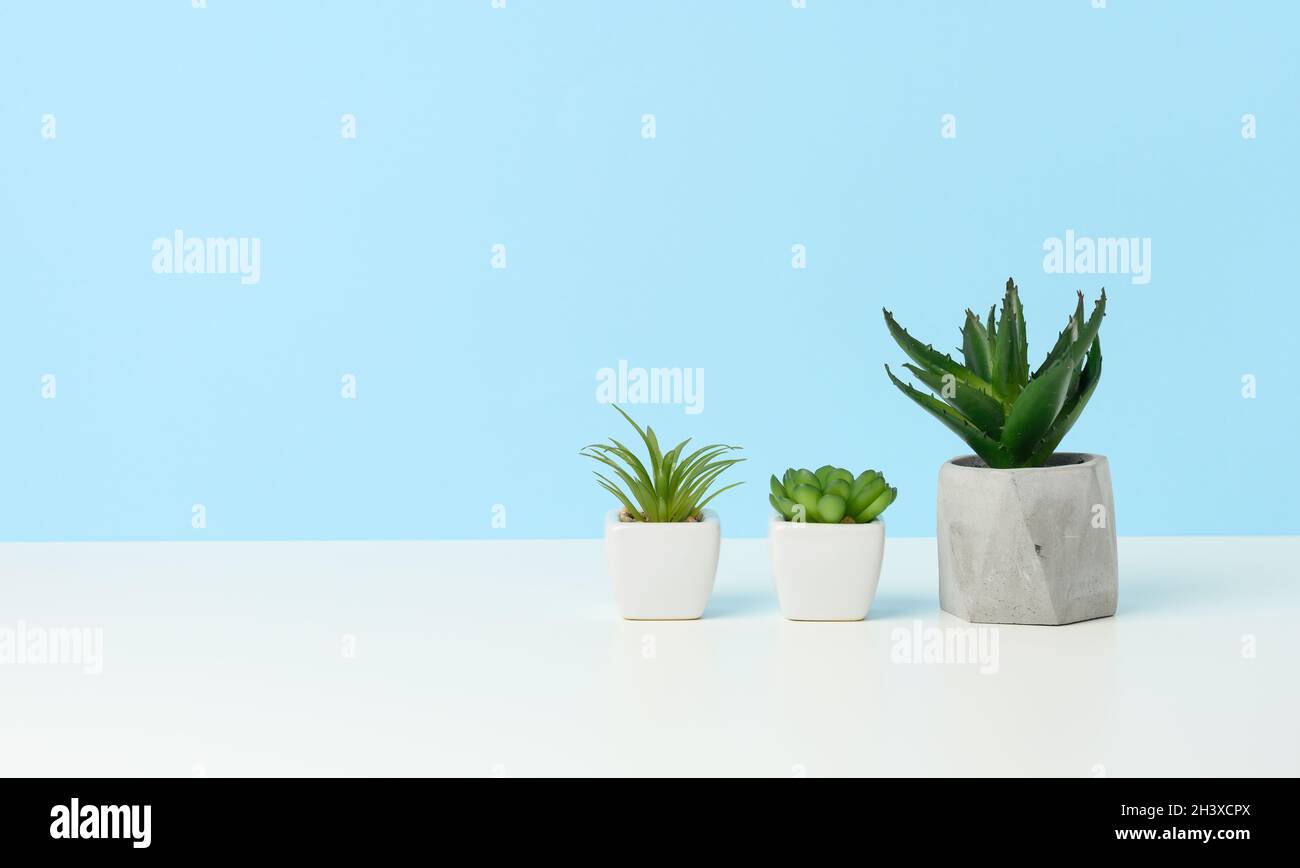 Three ceramic pots with plants on a white table, blue background Stock Photo